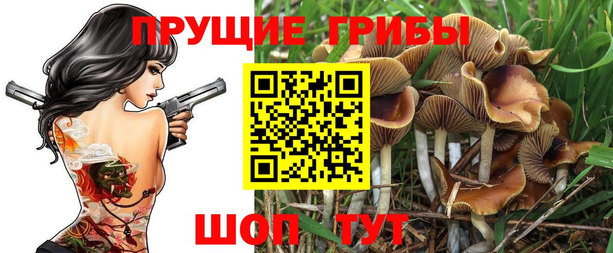 где купить наркотик  Псилоцибиновые грибы Cubensis  Волгоград  Вход с VPN  Галлюциногенные грибы Psilocybine cubensis 
